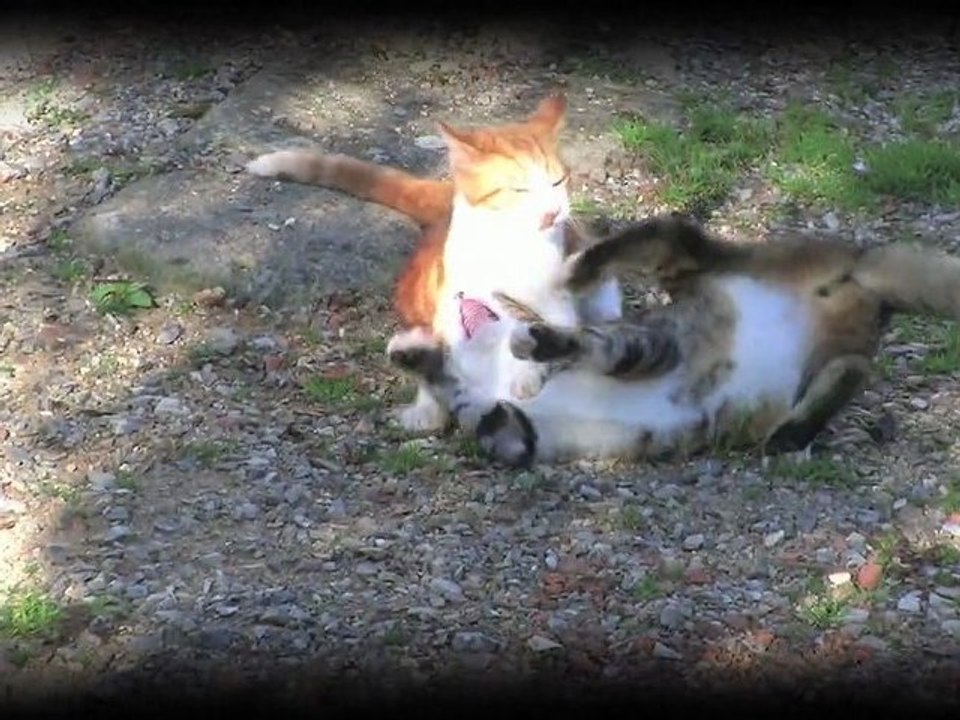 chats anti-stress