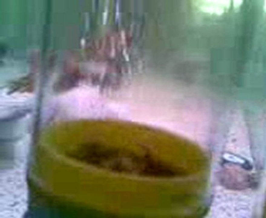 F0 İLANGİLERİM VE YAVRULARIM