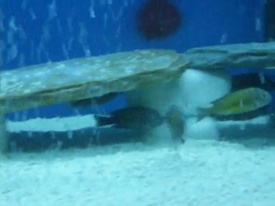 F1 DAMIZLIK ALTI KASAKALEWYE