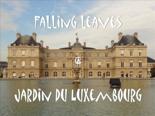 Falling leaves @ Jardin du Luxembourg