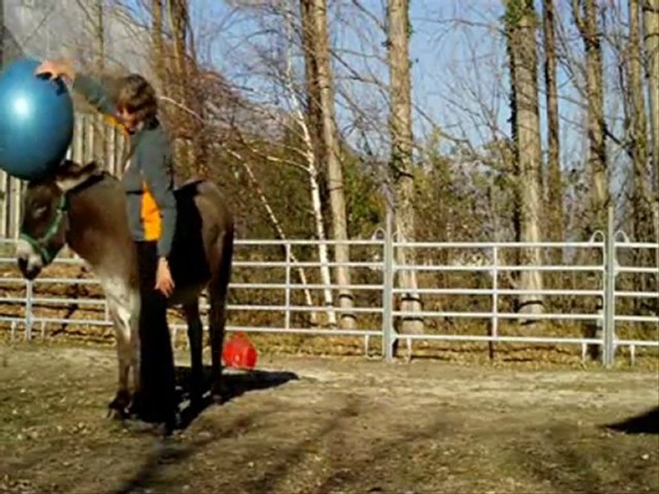 PIPO  mon âne. Le ballon.....Même pas peur