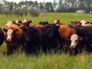 Ladybug And Cafe - 05 - Hoven Farms