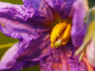 Ladybug And Cafe - 07 - Greens Eggs and Ham