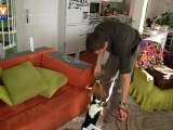 Des chiens entraînés à trouver des punaises de lit