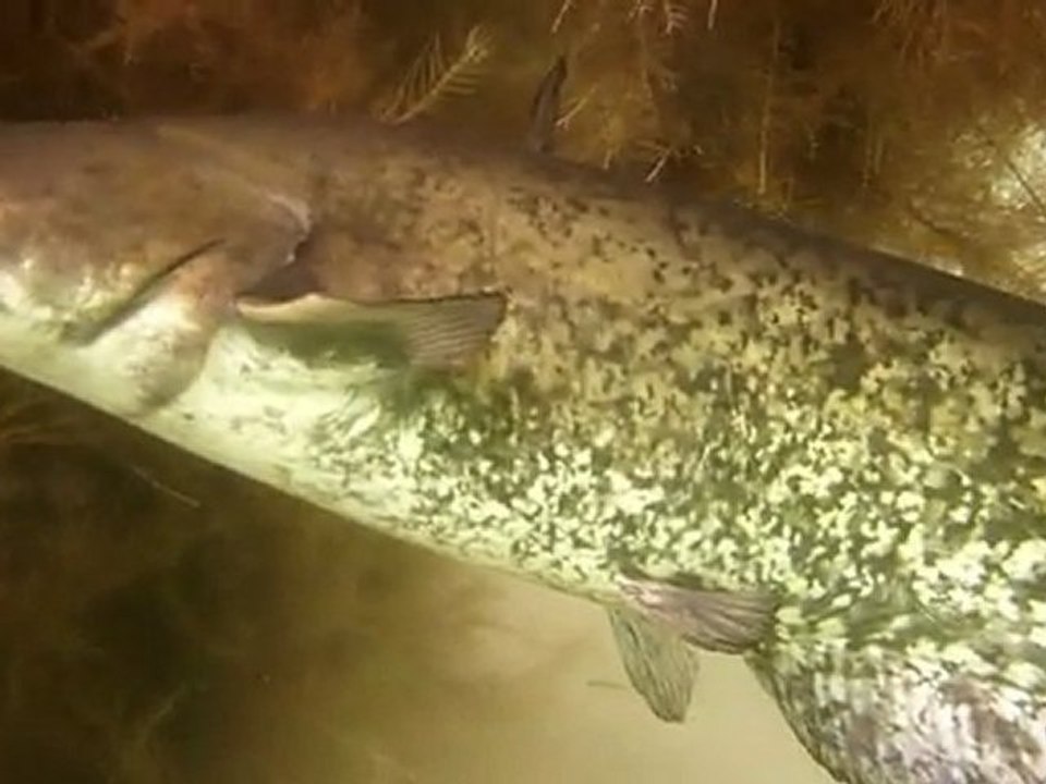 Silures Lac St Cassien en Plongée