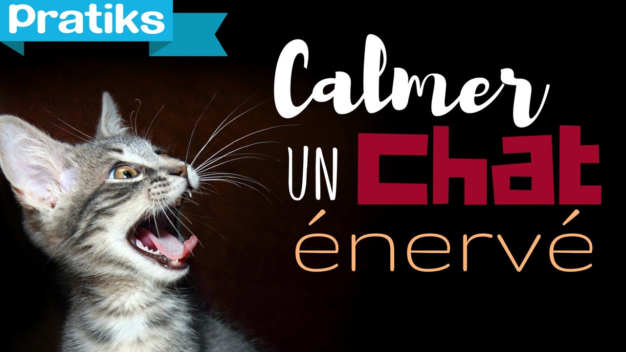 Conseils véto - Comment calmer un chat énervé ?
