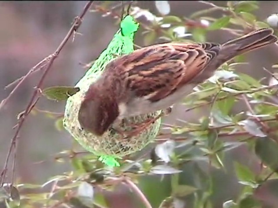 moineaux domestiques