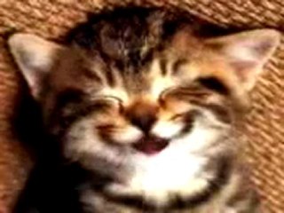 chat chant joyeux anniversaire