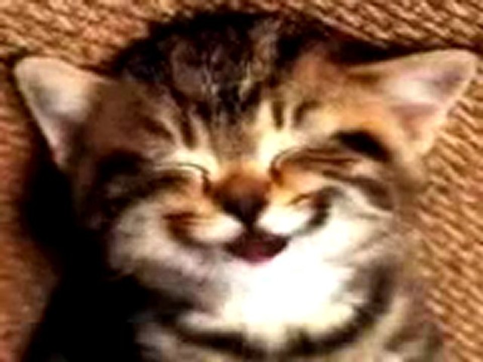 chat chant joyeux anniversaire