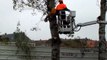 Cambrai: 60 arbres dangereux vont être abattus