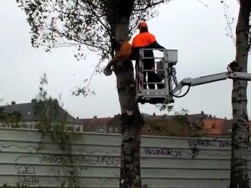 Cambrai: 60 arbres dangereux vont être abattus