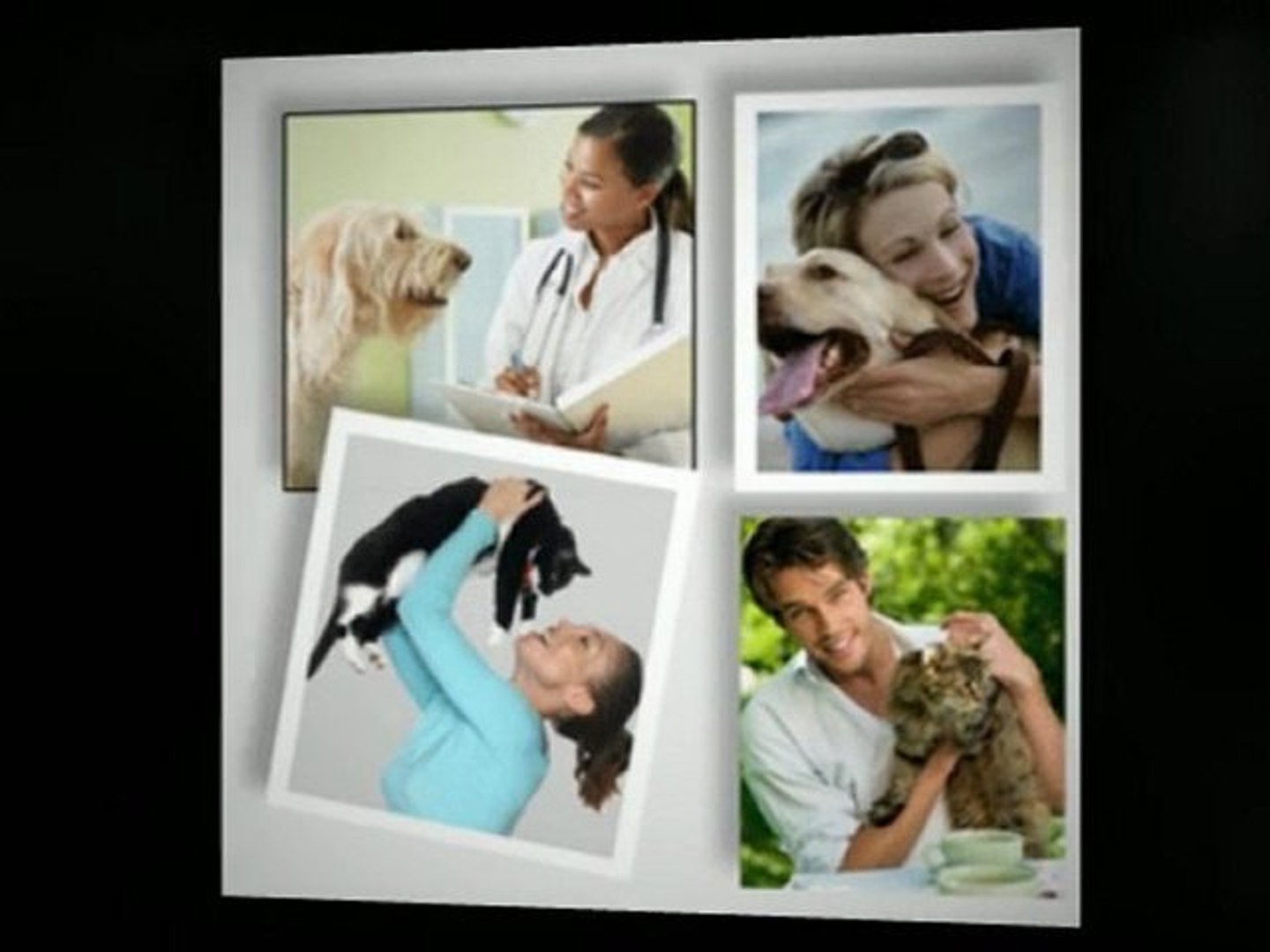 ⁣Some Facts About Pets Transport