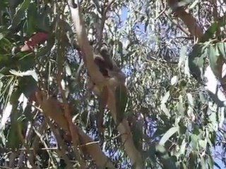 Monsieur Koala se gratte