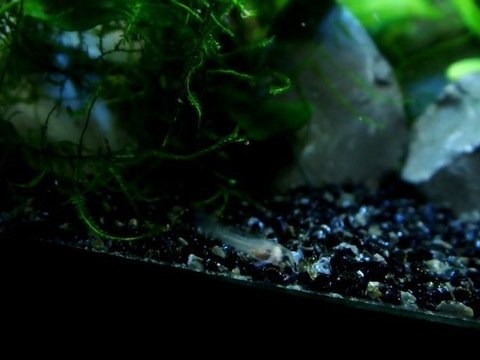 Alevin corydoras panda, 22 jours.