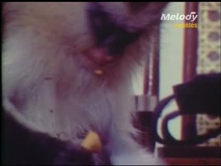 -yves Lecoq fait parler un singe pour parodier "" s.Gainsbourg""
