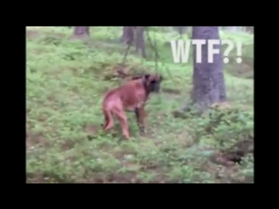 le meilleur chien de chasse au monde