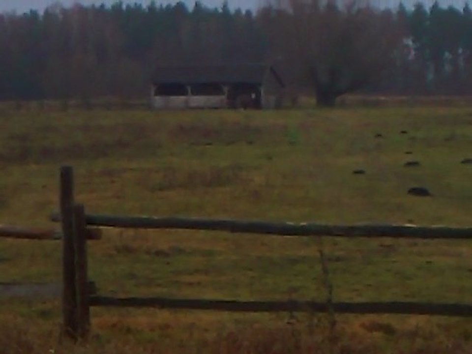 koń i jesień w mojej okolicy