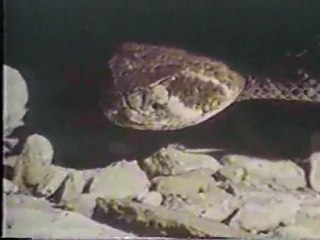 (DVD13) (26) DESIERTO DEL CACTUS