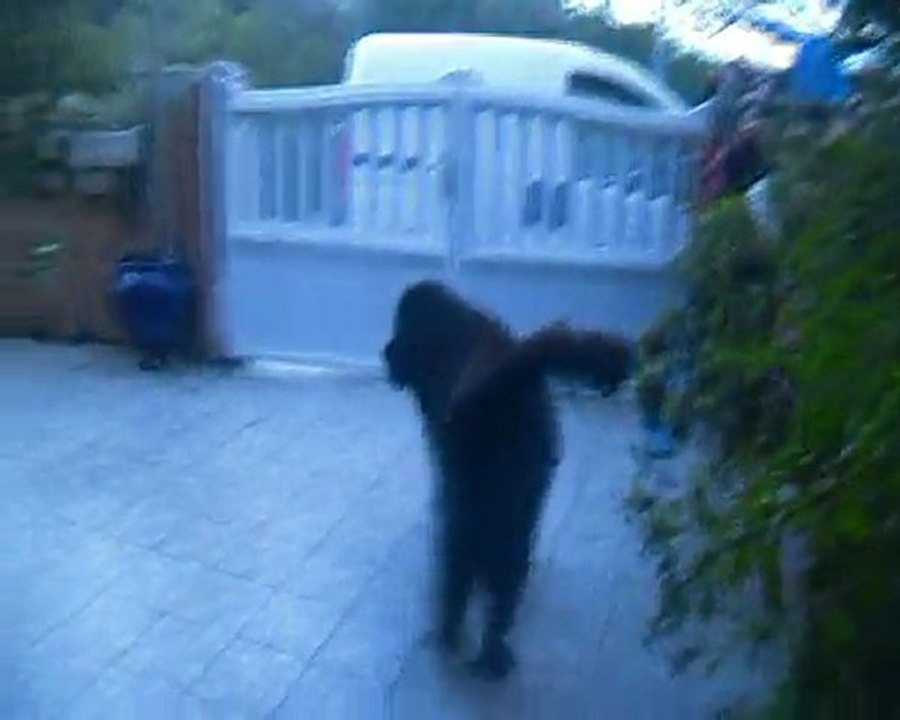 mon baloo et son maitre ki di nimporte koi !!!!