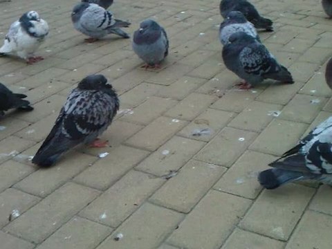 TEST Wideo HD z HTC Mozart - konwersja na 640x480