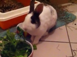 Sita pendant le repas (ADOPTEE)