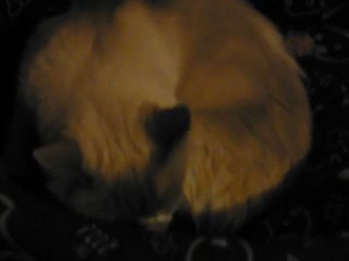 1er instants de vie des chatons de Fidis