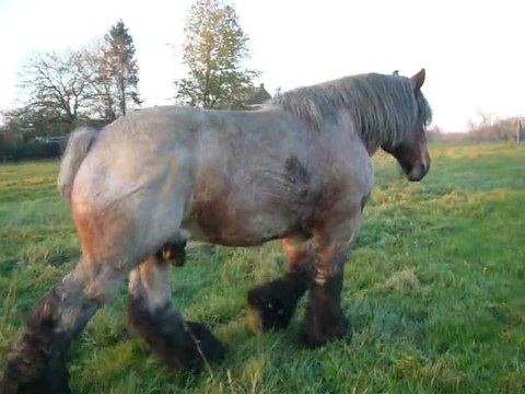 baby étalon reproducteur cheval de trait admit à la monte publique