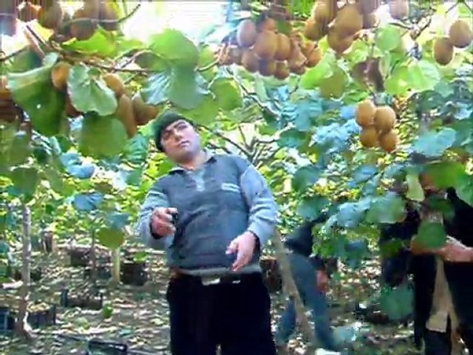 Abana'da Kivi Hasadı