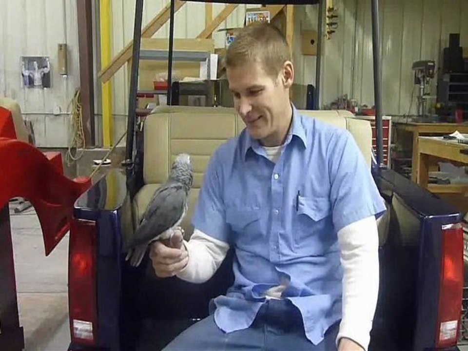 Turbo - African Grey Parrott