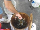Get in with your friends!  Steamed Maryland Blue Crabs