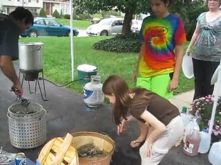 Steaming Maryland Blue Crabs