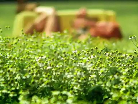 Чи-Ли - Ромашковое поле 480