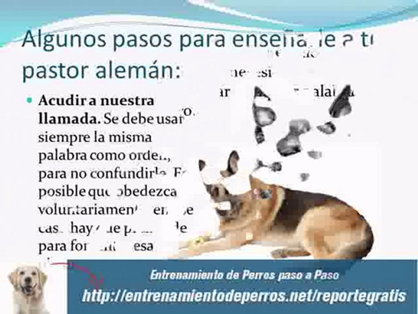 Manual de Adiestramiento de perros Pastor Aleman - Vídeo Dailymotion