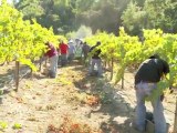 Harvest in Napa Valley, Jameson Canyon, South Napa Wineries, winemaker, Elkhorn Peak