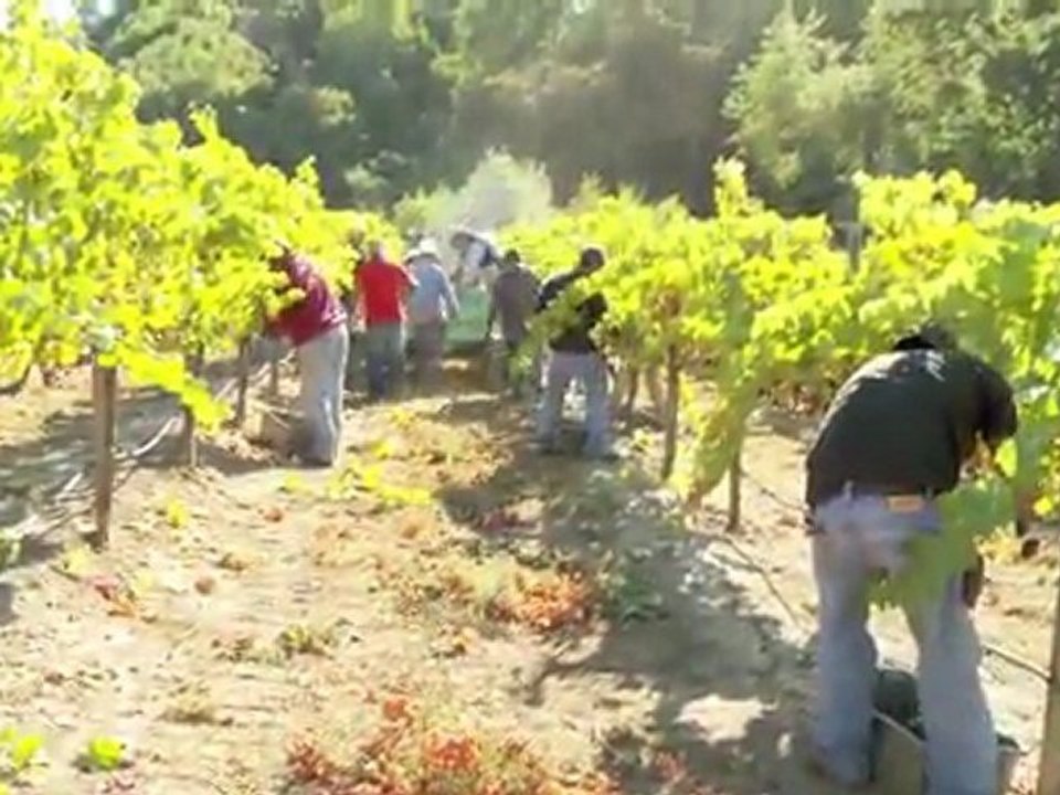 Harvest in Napa Valley, Jameson Canyon, South Napa Wineries, winemaker, Elkhorn Peak