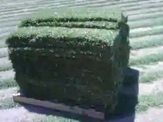 Turf- Fresh cut turf