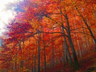 FARID FARJAD-ISFAHAN