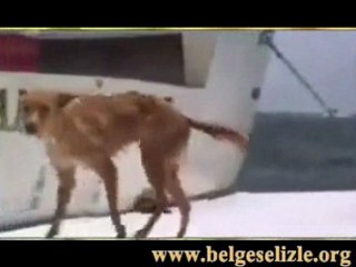 Köpeğin hayatını kurtaran yunus balığı  www.belgeselizle.org