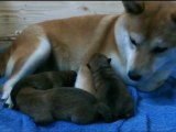 Shiba Inu : Puppies Jour 1