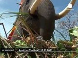 Ayutthaya Elephant Palace reopens in Thailand - no comment