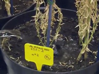 J comme...Jeu de lipides