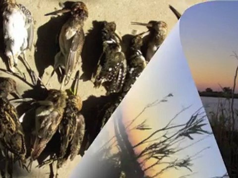 chasse aux canards argentine safari pampa