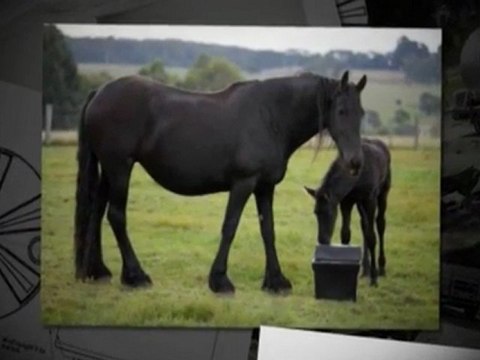 Poly water tanks Victoria: Advice on Catchment