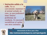 Guía de Entrenamiento Canino para Cachorros