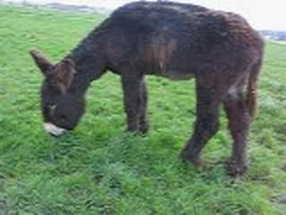 Décrochement de la rotule