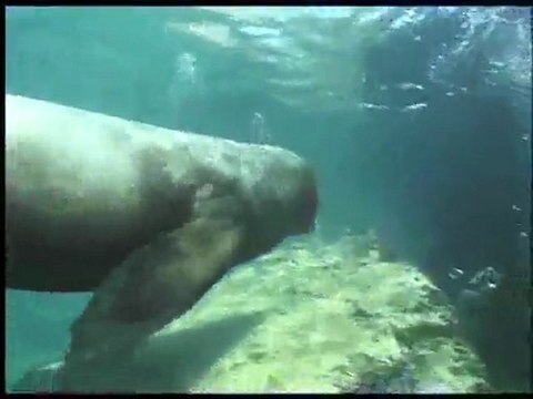 (DVD14) (30) AVENTURA BAJO EL AGUA, LEONES MARINOS