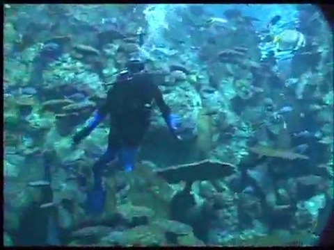 (DVD14) (35) AVENTURA BAJO EL AGUA, BUZOS