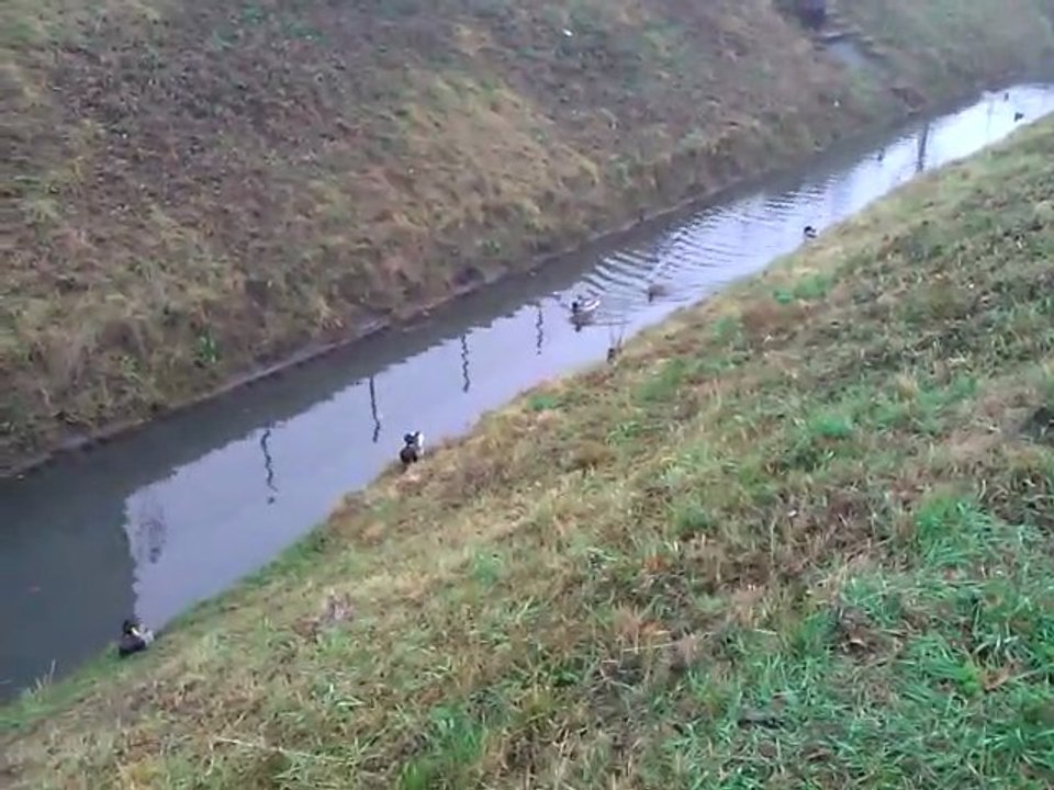dzikie kaczki:)