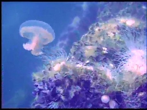 (DVD14) (42) AVENTURA BAJO EL AGUA, MEDUSAS