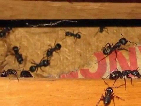 Whatcom County Home Inspector King of the House